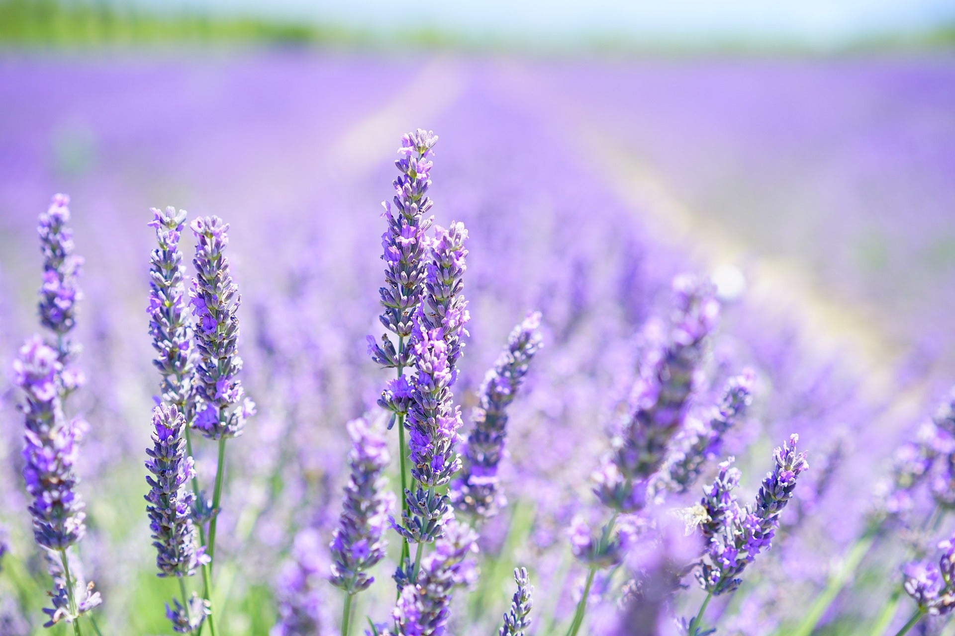 Eintrag Kräuterlexikon: Lavendel